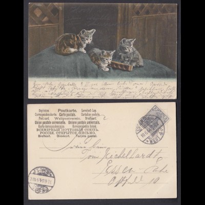 Ansichtskarte drei Katzen gestempelt Essen Ruhr West 4 1904